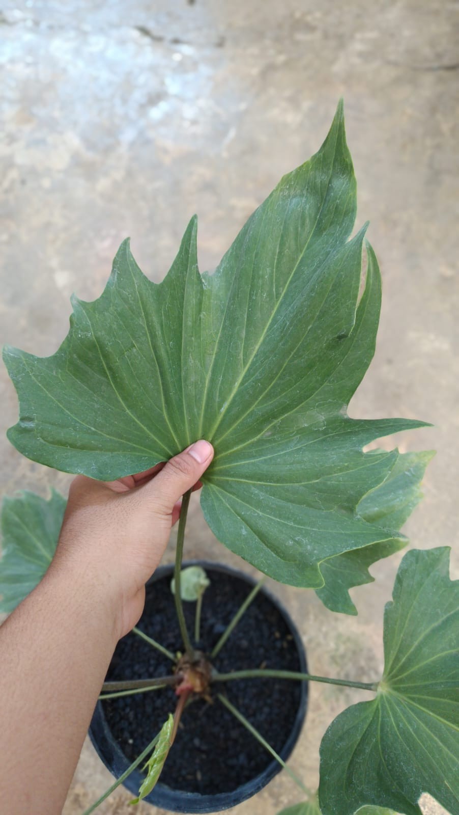 Anthurium Butterfly Exuador Large Rare Tropical Plant