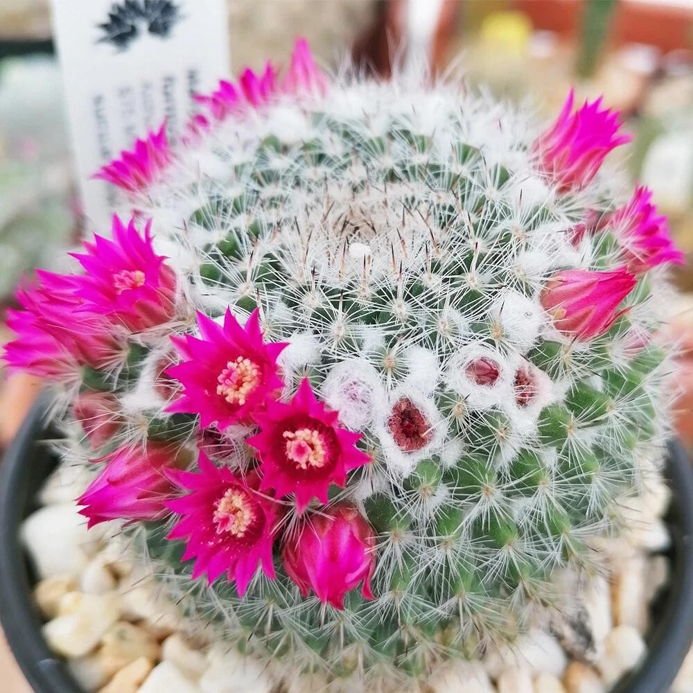 Mammillaria hahniana Old Lady Cactus Cactiand exotica Rare Succulent Plant
