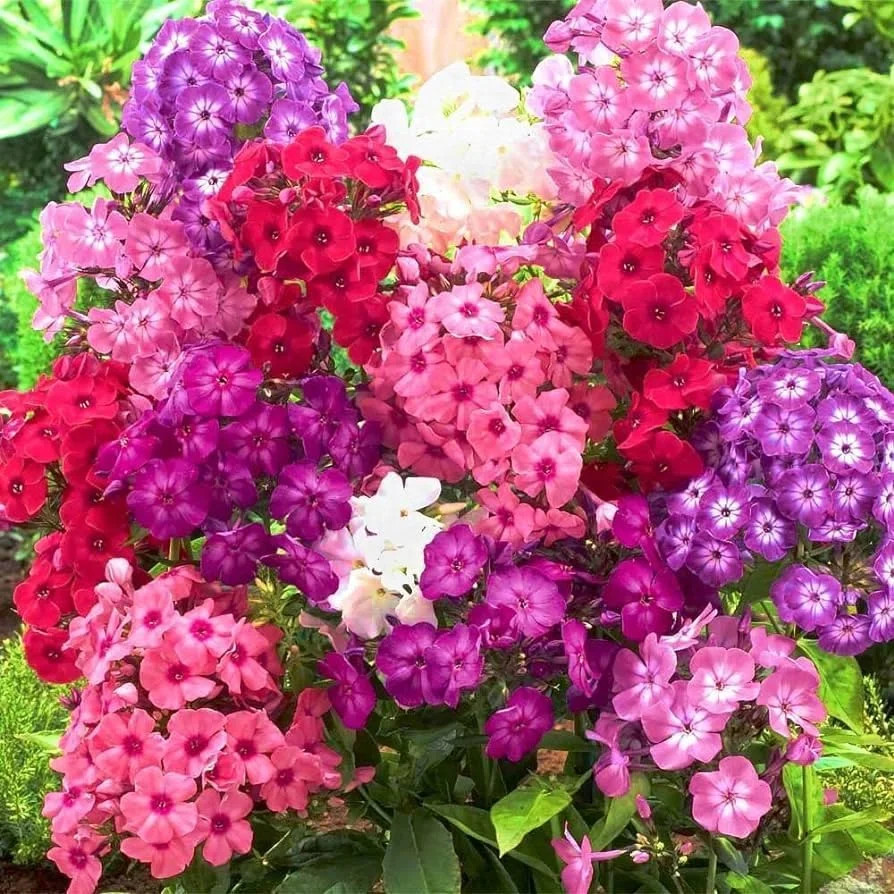 1500 Seed Mixed Phlox Seeds for Planting – Phlox Seeds Creeping Perennial Ground