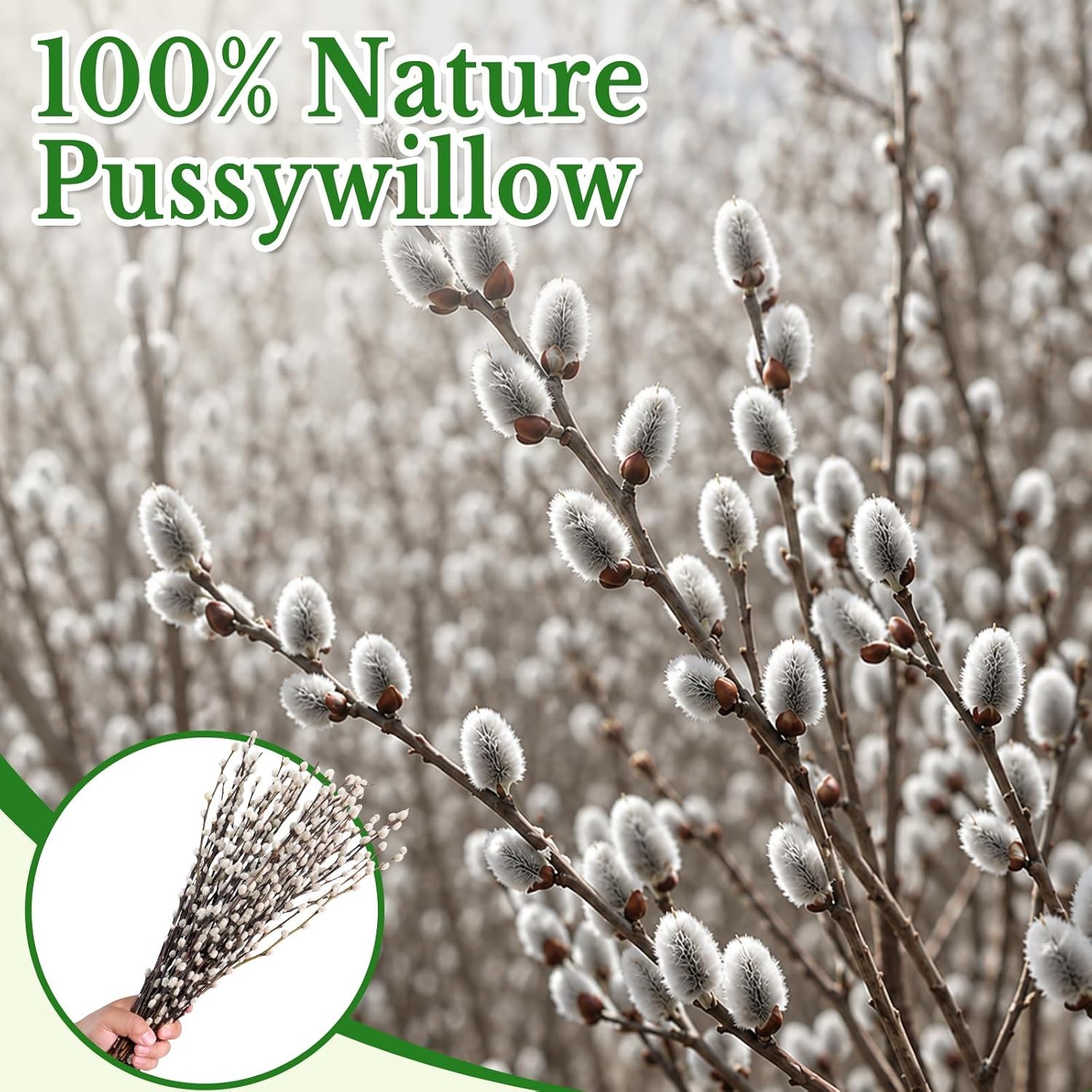 Natural Dried Pussywillow Branches 25 Stems 15-17″ Real Preserved for Vase Decor