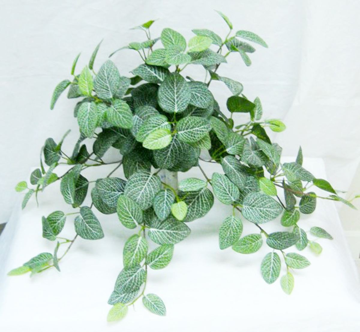 21″H Fittonia Leaf (Real Touch) Hanging Bush, 12 stems, 159 leaves