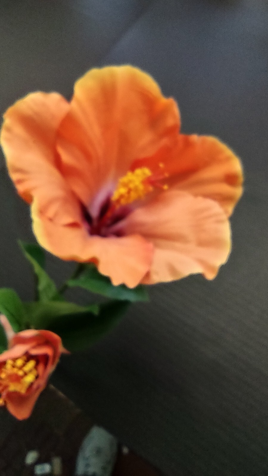Large Orange Hibiscus stem silk flowers