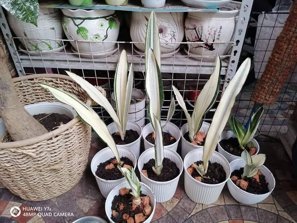 Sansevieria Beauty Queen Rare Uniqe Plant