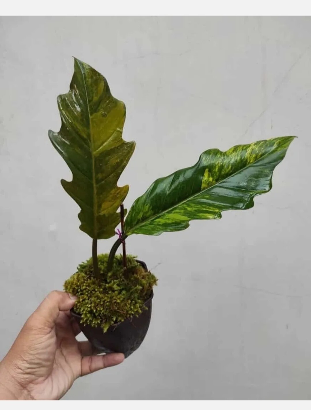 Philodendron Caramel Marble Variegated 1-2leaf + phitosanitary
