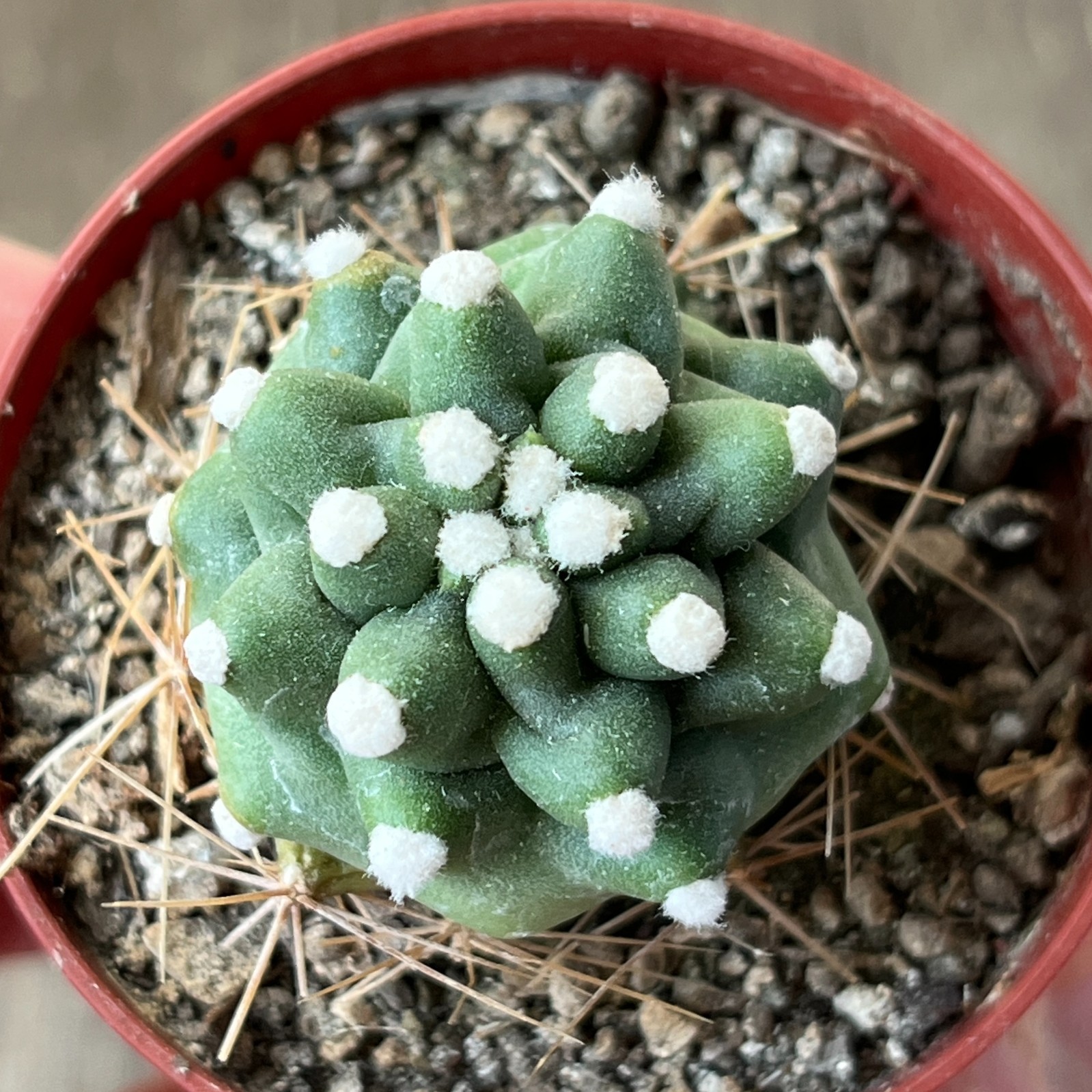 A12-1634 Echinocereus reichenbachii v. perbella JRT207, Ellis Co. Ok, grafted