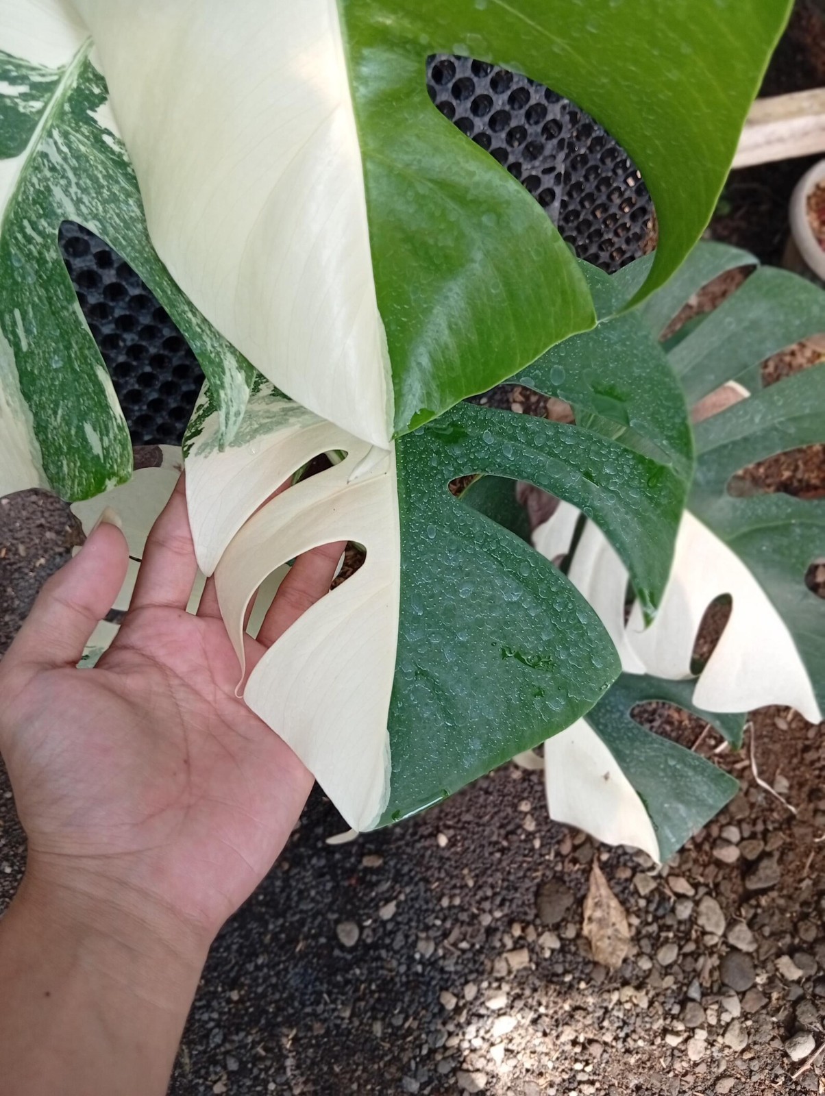 Real Picture Monstera Halfmoon x White Tiger Variegated 7 Leaves Large Size