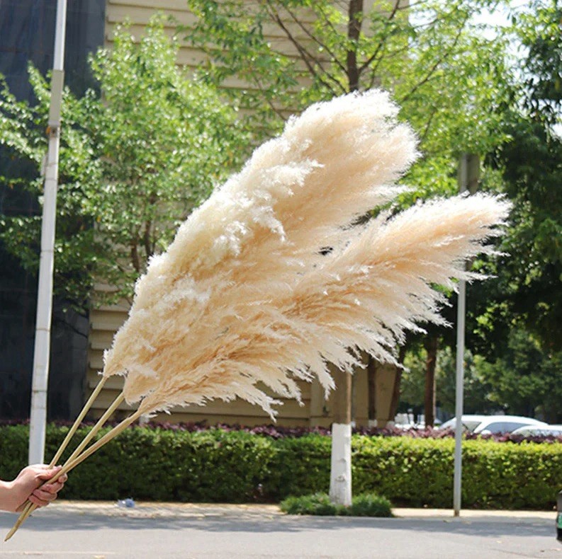 XL Pampas Grass 48”Inch 10 Stems Natural Decor Tall Boho Home Wedding