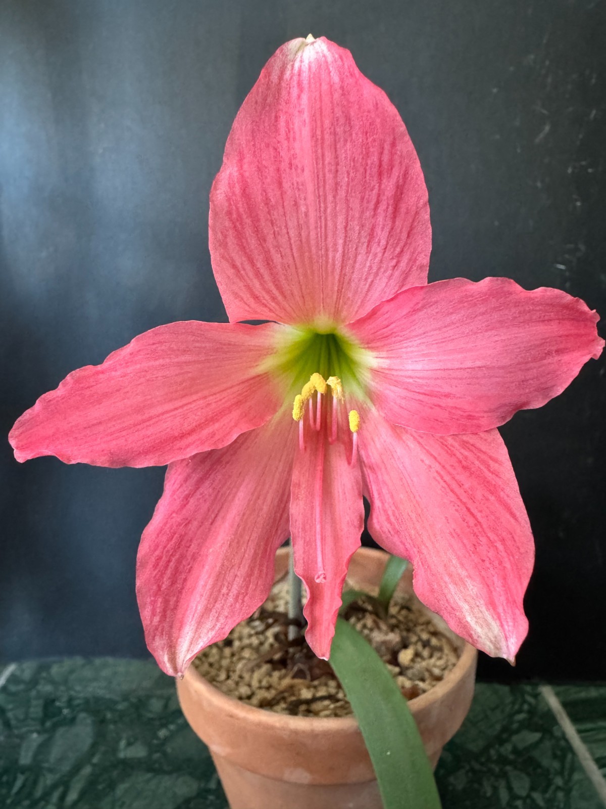 Hippeastrum traubii “Picota” + offset – extremely rare bulb 1.5 cm