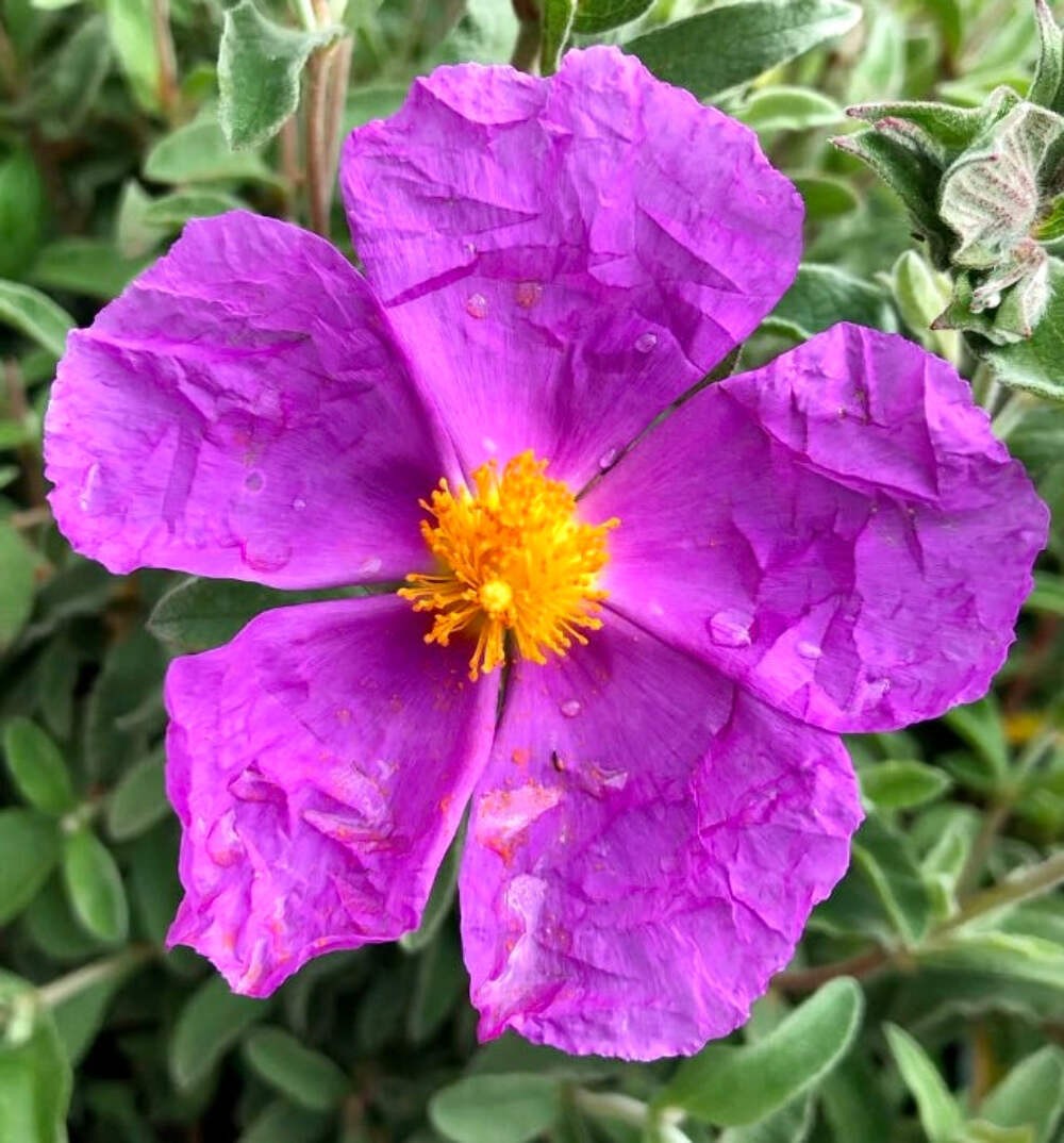 Cistus incanus 10-20cm | Rockrose | Pink rockrose – Rockrose | Pink rockrose