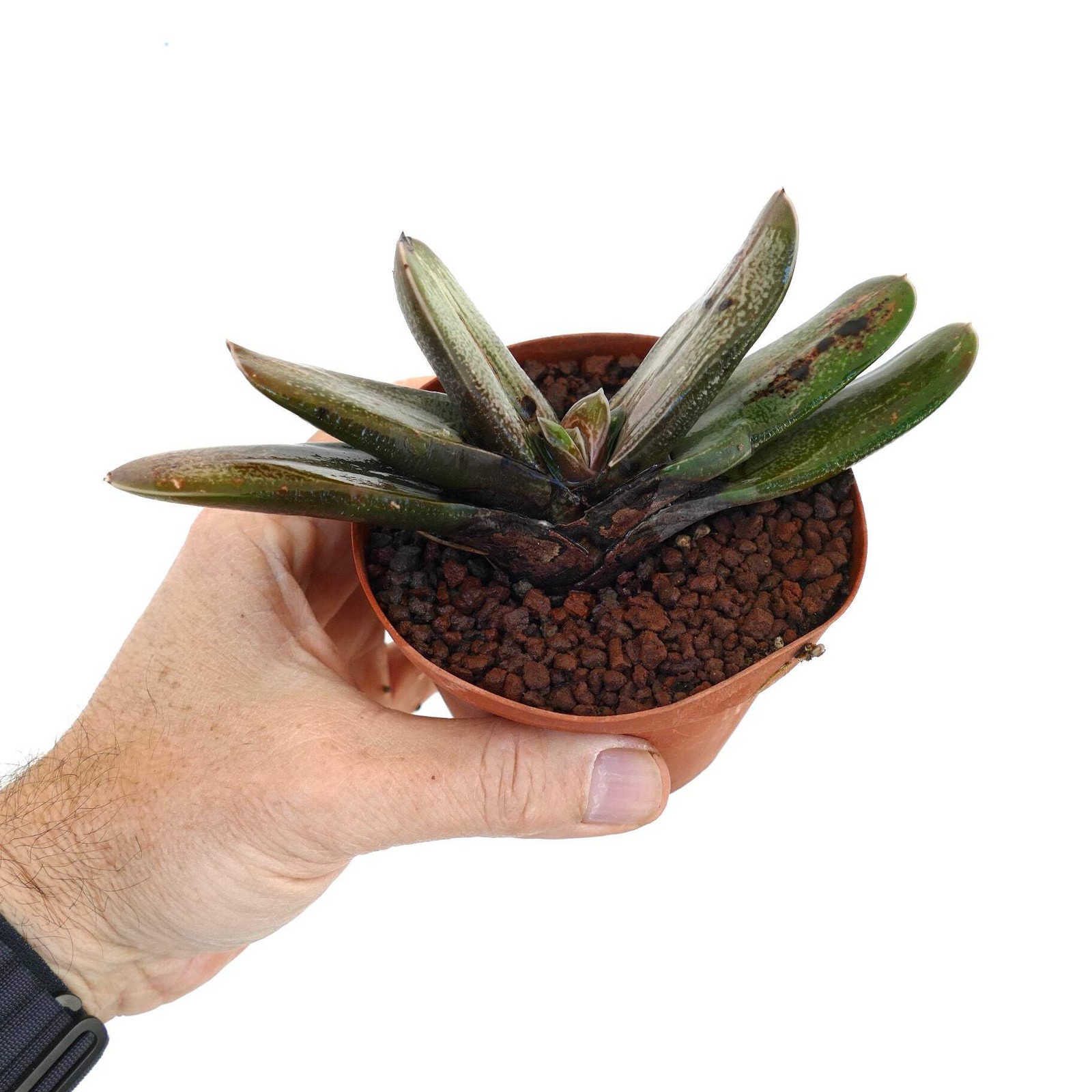 Gasteria spp. Hybrid – Ox tongue | Lawyer’s tongue