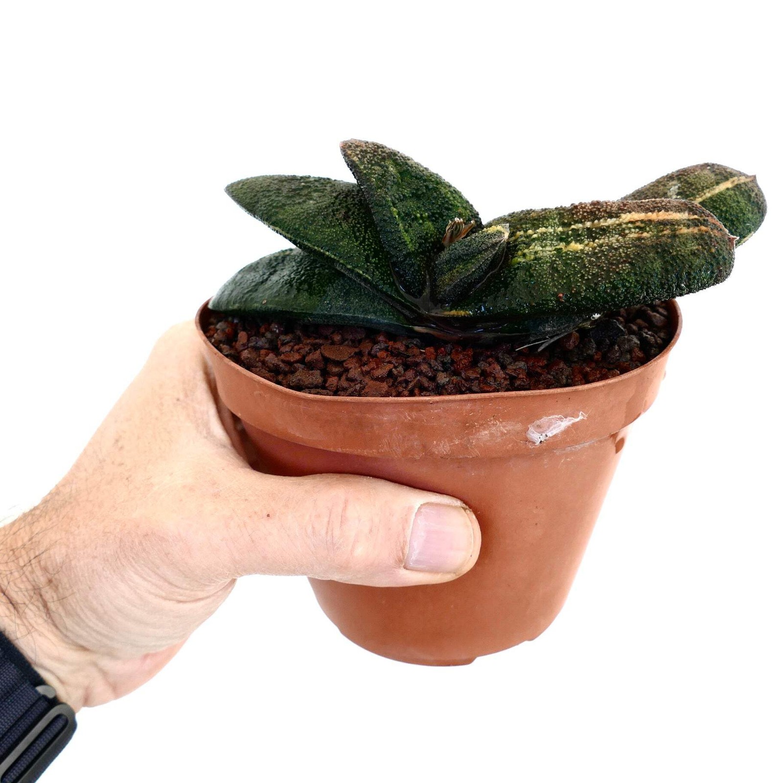 Gasteria batesiana cv ‘Barbeton’ YELLOW VARIEGATED – Knoppies gasteria | Bates’
