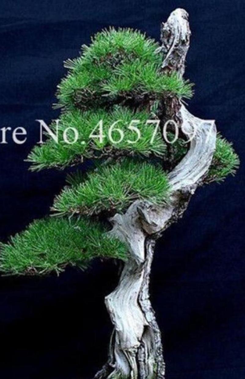 (10) BONSAI PINE TREE SEEDS rare exotic home garden mini dwarf USA SELLER TRACK