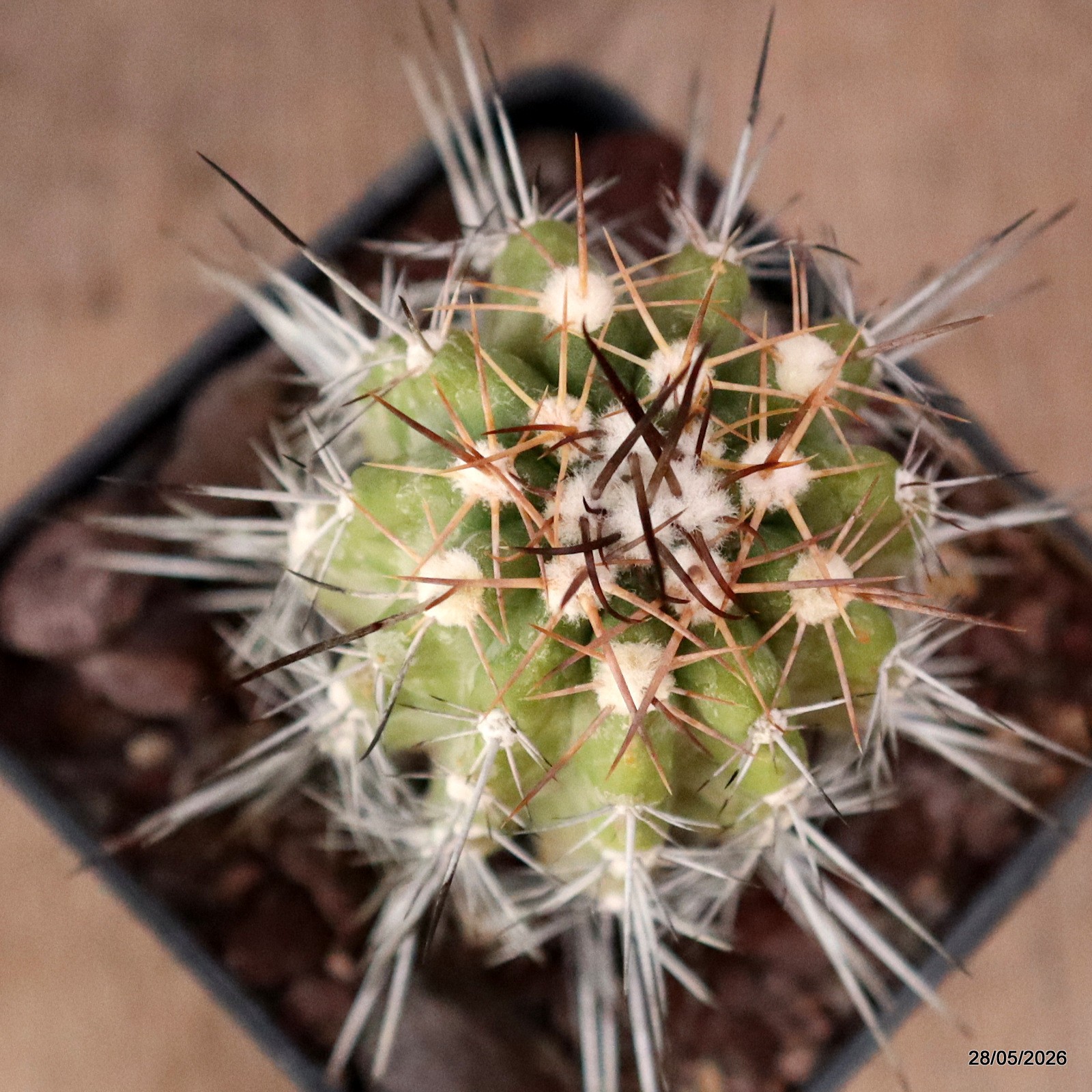 D3494 COPIAPOA LONGISPINA pot10-H11,5-W6 cm MaMa Cactus