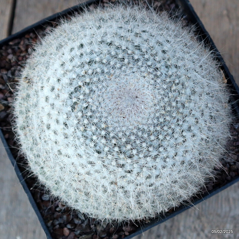 A9622 MAMMILLARIA HANIANA pot14-H10-W13 cm MaMa Cactus