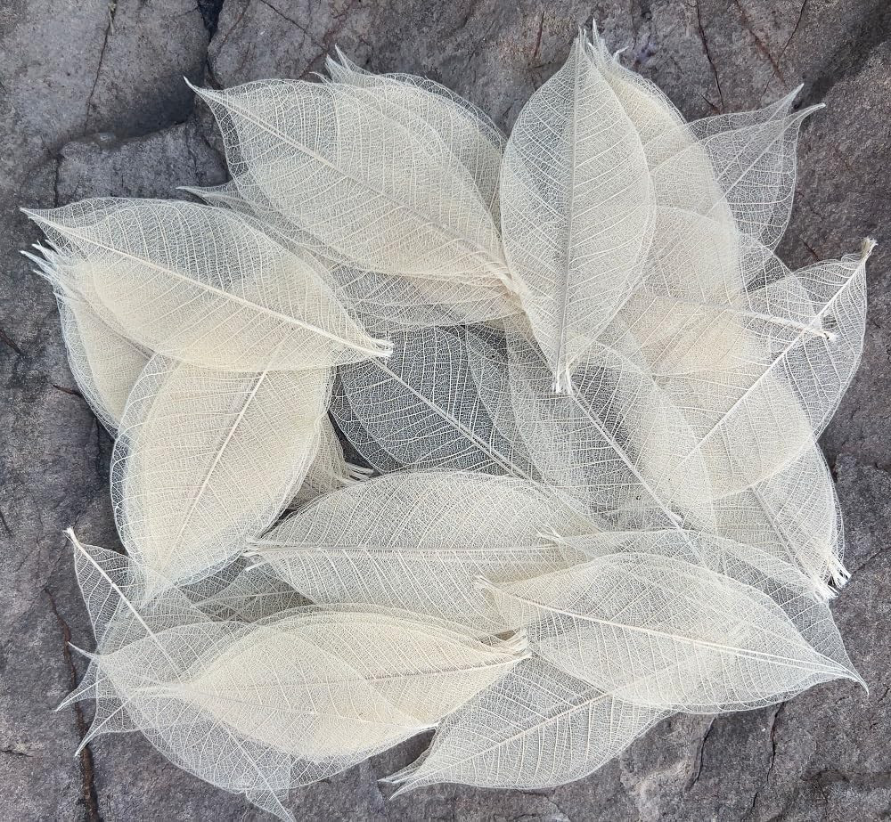 Real Leaves Natural Color100 PCS 4-5 Inches Natural Skeleton Leaves, Real Rubber