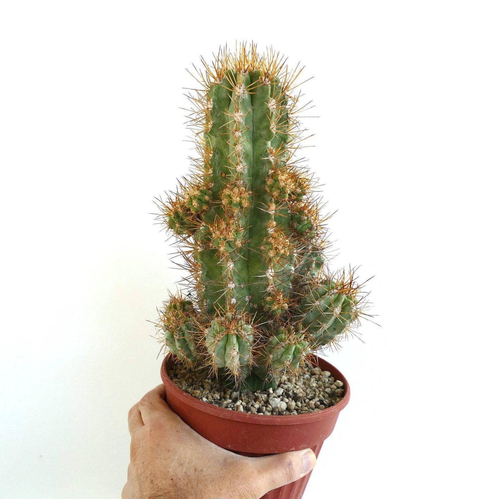 Copiapoa solaris 23 HEADS GRAFTED – NO crested serpentisulcata