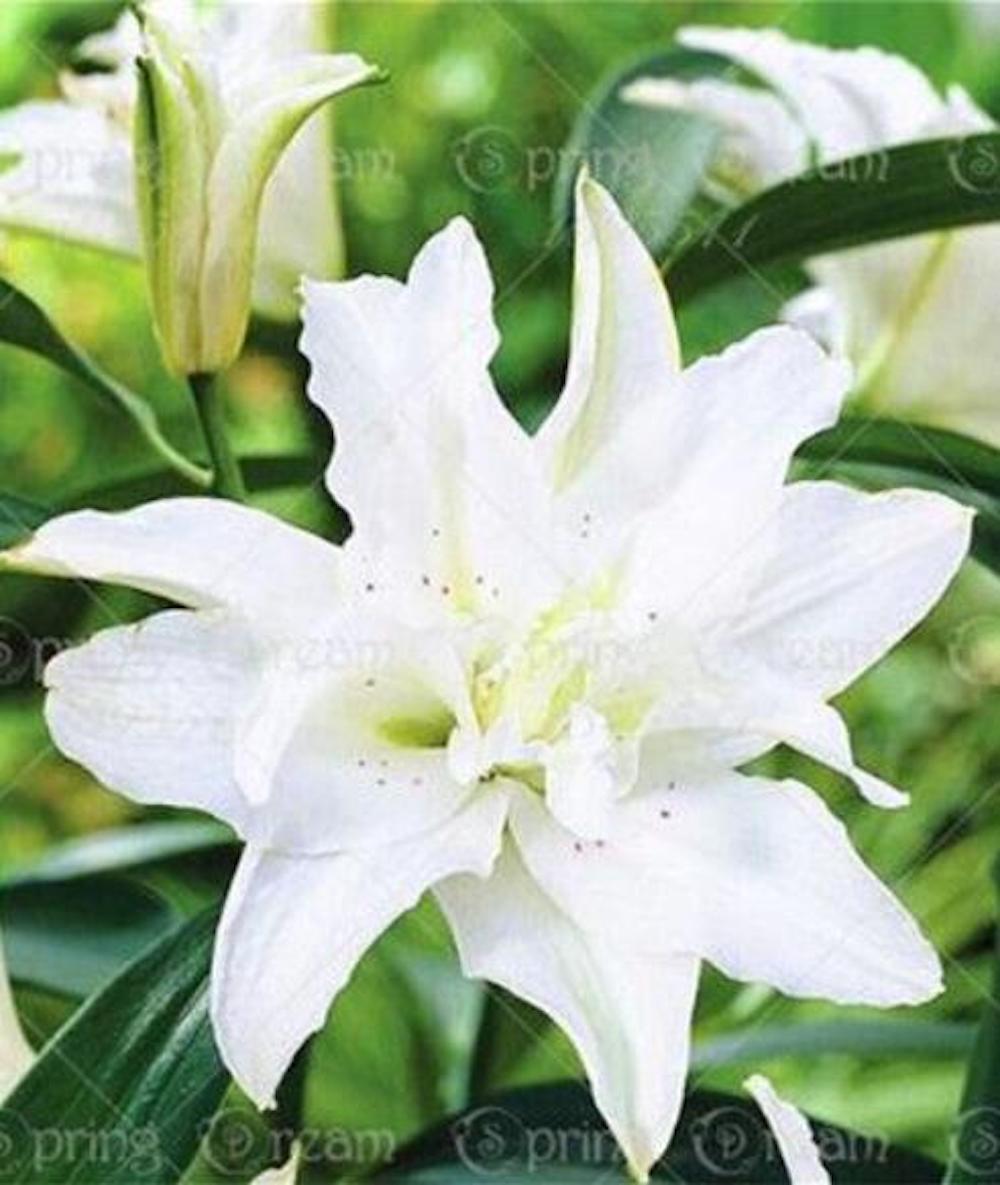 (10) LILY SEEDS rare exotic flower bloom home garden USA SELLER W/TRACKING