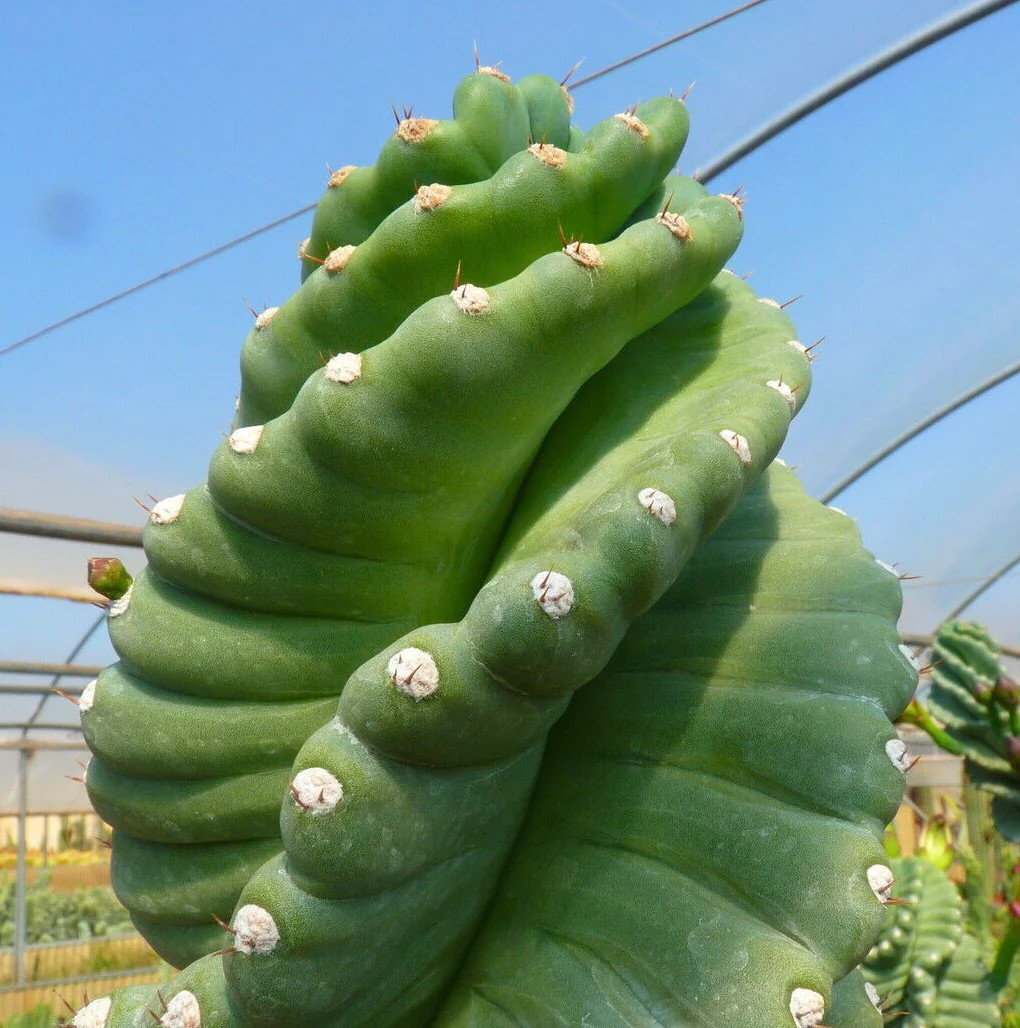 Cereus peruvianus INERMIS SPIRALIS SEEDS – Peruvian apple cactus | Spiral cereus