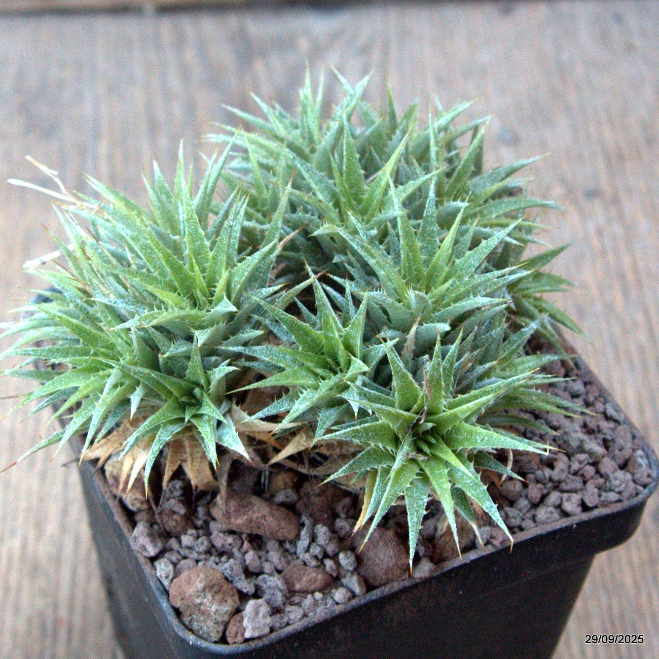 D6735 ABROMEITIELLA CHLORANTHA pot8-H6-W10 cm MaMa Cactus