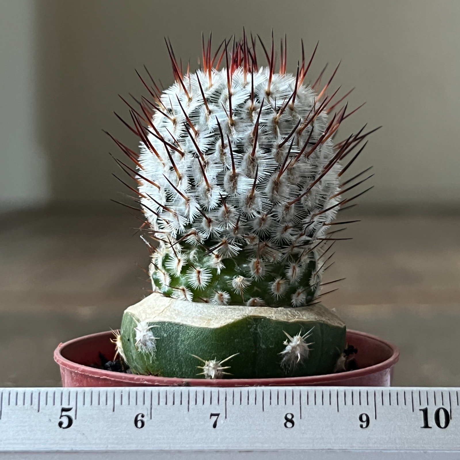 A50-1536 Mammillaria andersoniana, grafted