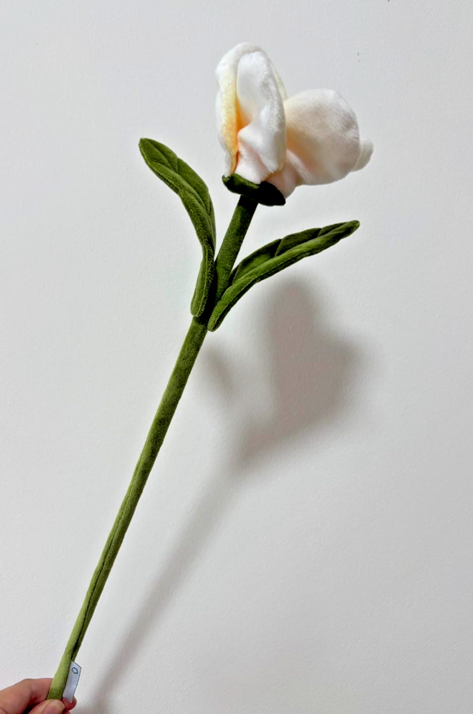 CJ Hendry Sydney / Singapore Native – Frangipani Flower