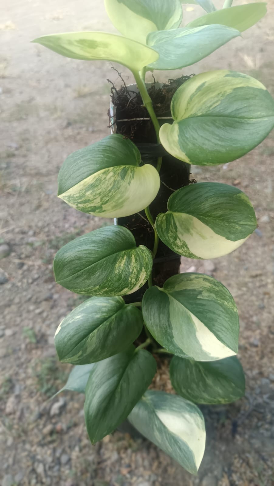 Real Picture Scindapsus Rubicon Tricolor Variegated Mature Size