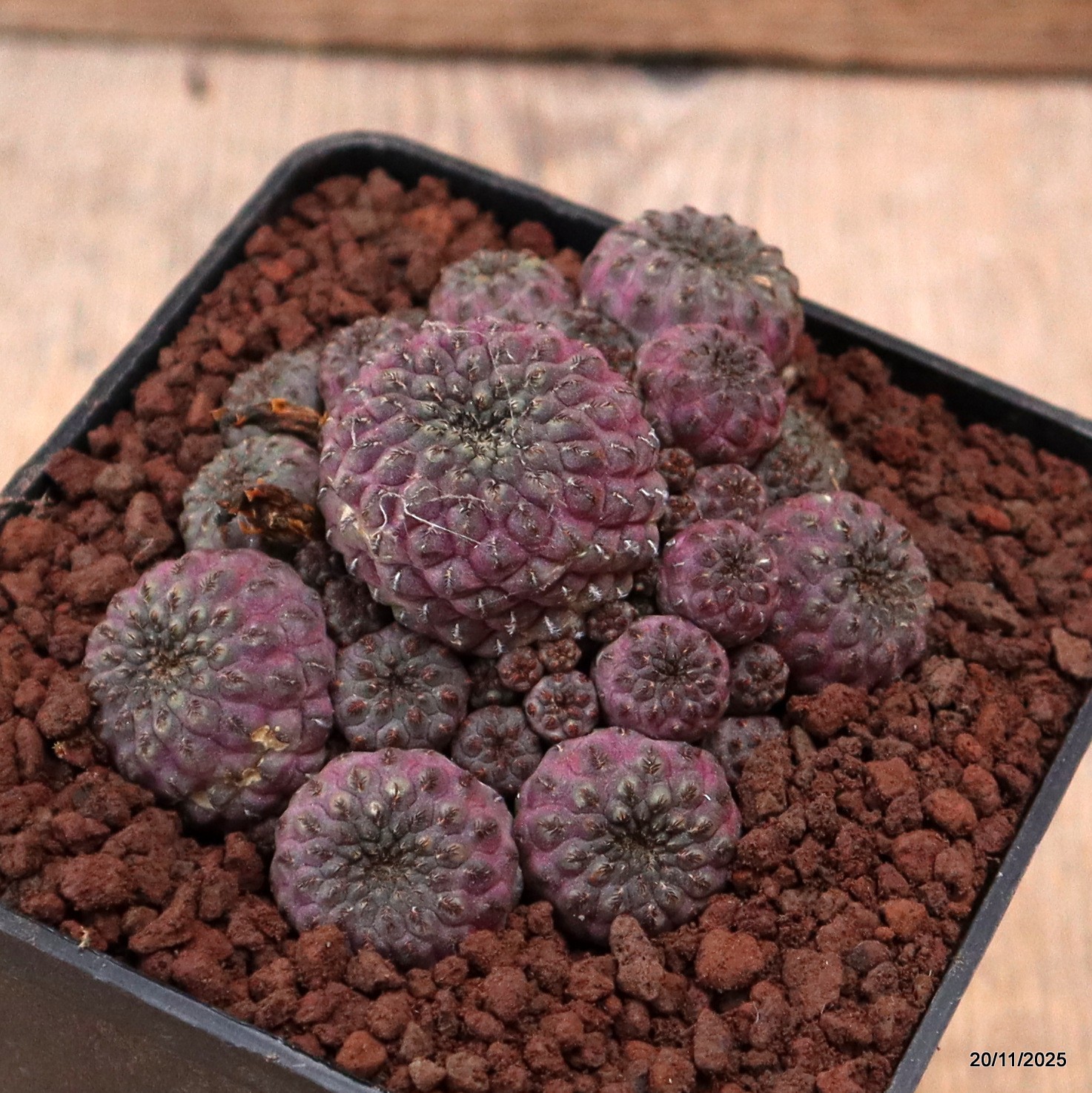 D7472 SULCOREBUTIA RAUSCHII VIOLACIDERMIS pot10-H5-W9 cm MaMa Cactus
