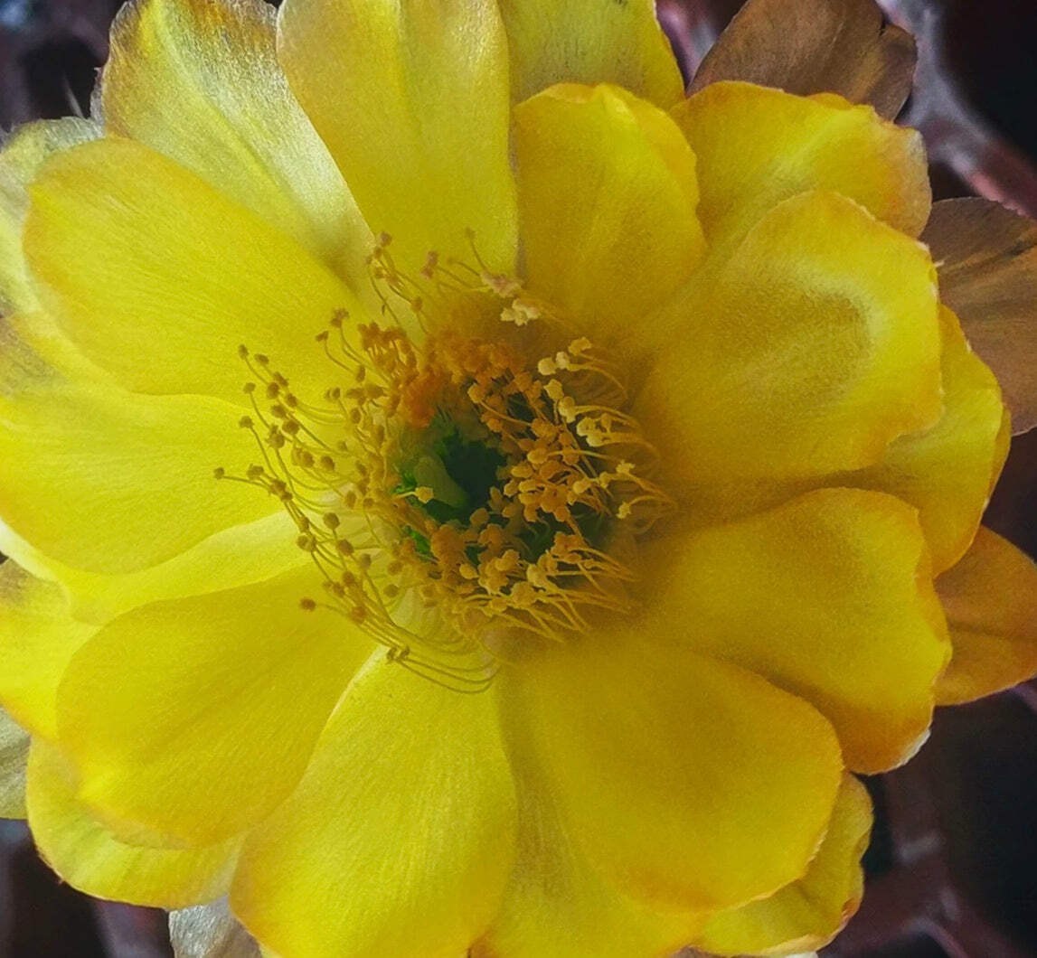 Echinopsis aurea var. fallax R101 SEEDS – Golden hedgehog cactus | Yellow torch