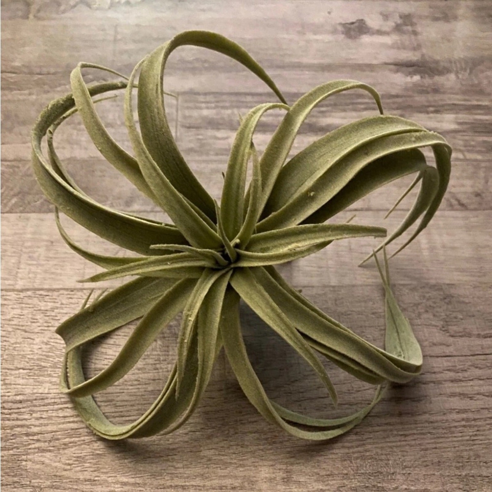 NEW POTTERY BARN Soft Mint Green Faux Air Plant Tillandsia Table Decor Display