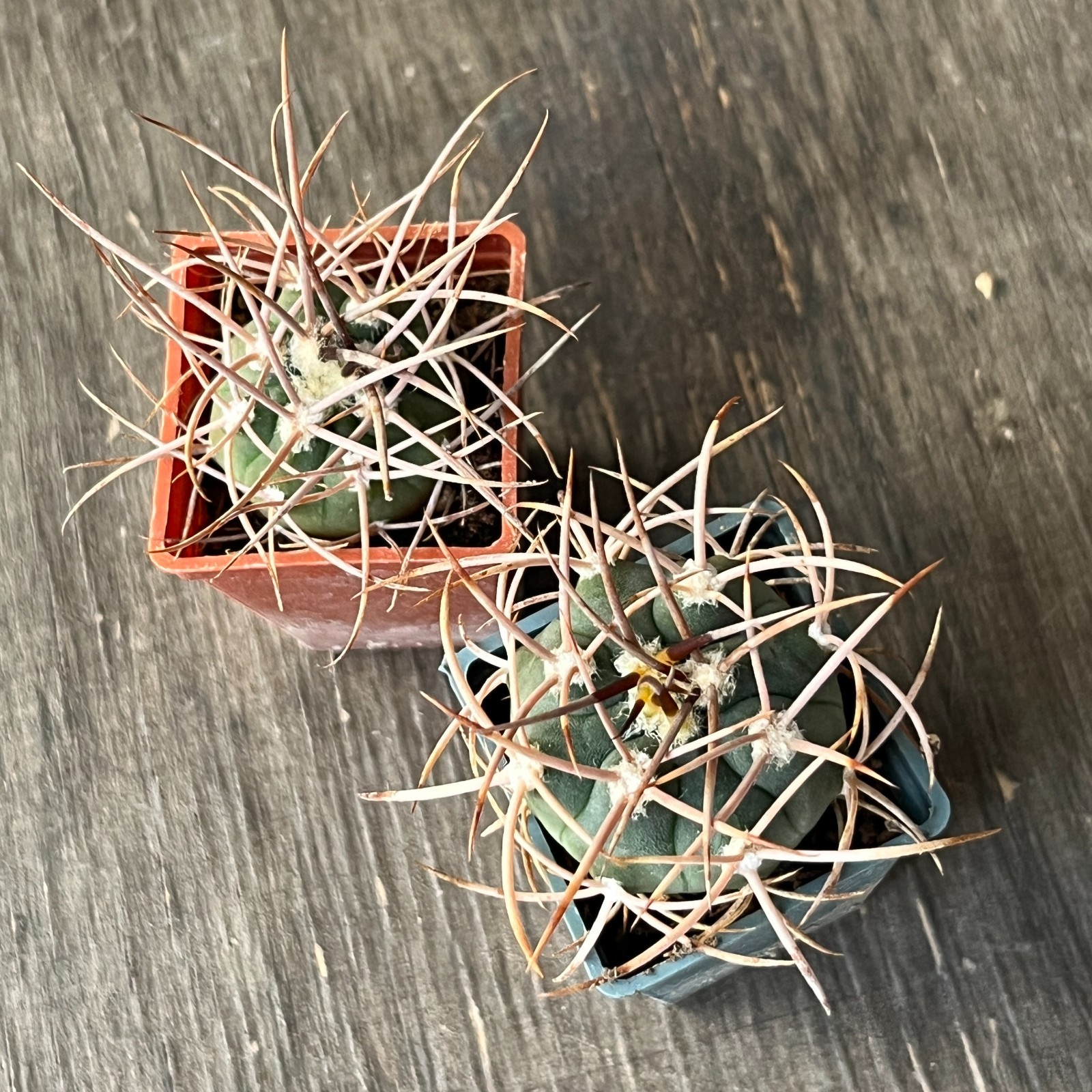 A50-1180 Gymnocalycium polycephalum, own root seedlings, 2 pieces