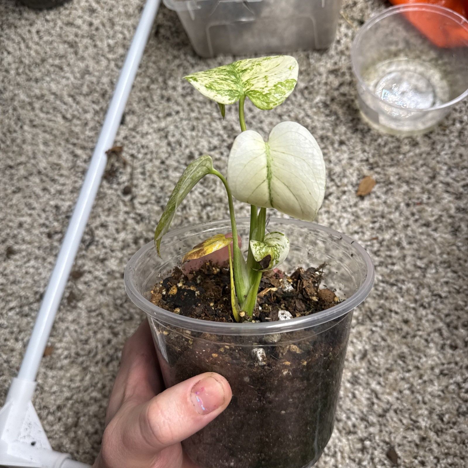Monsters Mint Fully Aclimated TC!! Not Mint No I’d