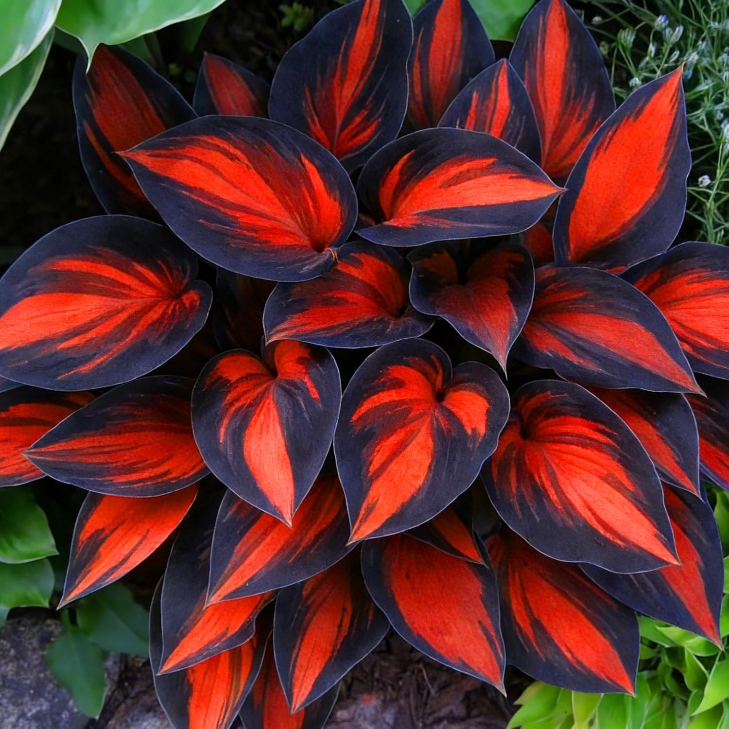 Hosta Seeds for Planting, 210+pcs Rare Perennial Hosta Flower Seeds Plants, Non-