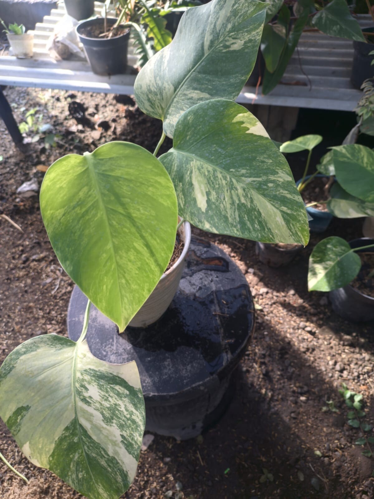Real Pick Monstera Marmorata Variegated Beautiful Leaves