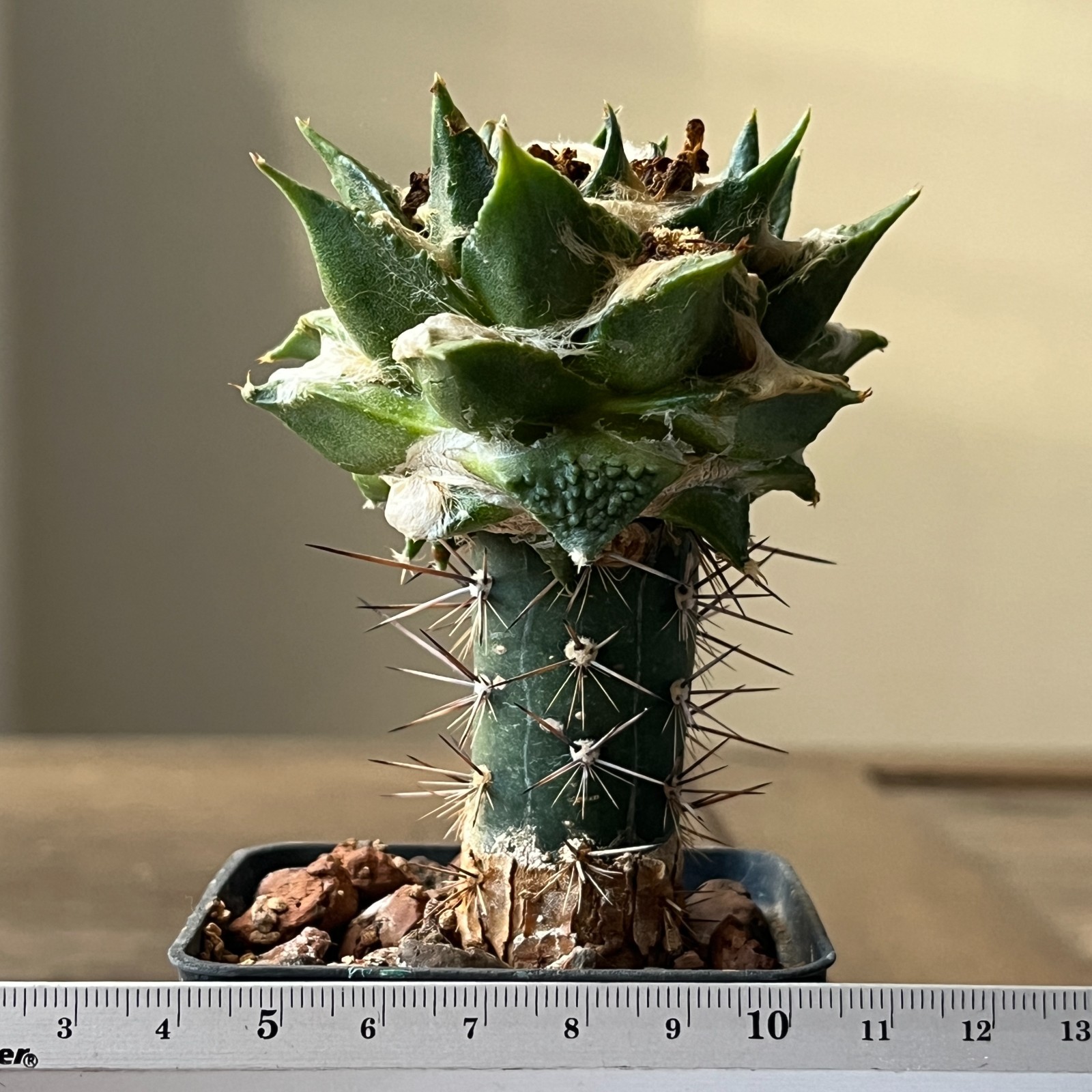 A52-866 Cactus hybrid (hintonii x trigonus), grafted