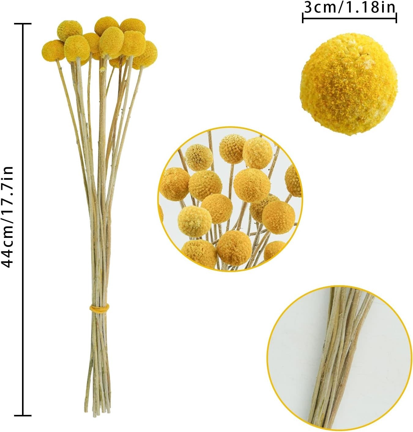 30Pcs Natural Dried Flowers Dried Craspedia Billy Balls Flowers Billy Buttons…