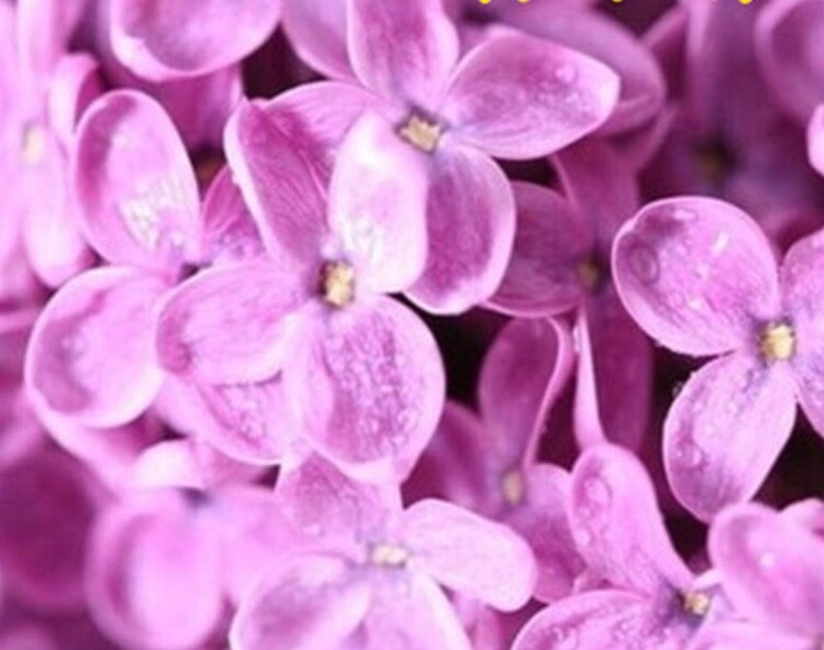 (10) LILAC SEEDS perennial flower rare exotic garden bed plant USA SELLER TRACK
