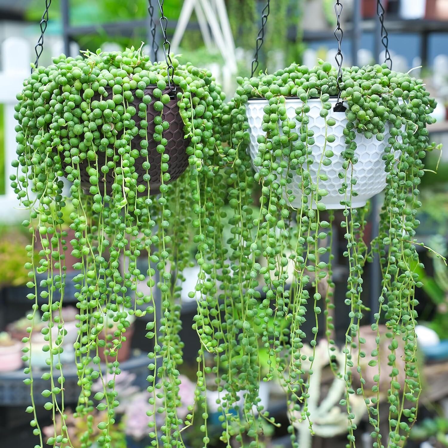 4″ String of Pearls Live Trailing Succulent Fully Rooted in Pots with Soil Mix