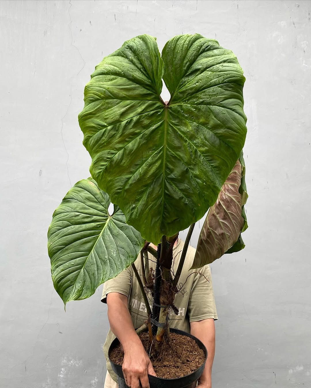 Philodendron Majestic Green Beauty Super Big Size Real Picture