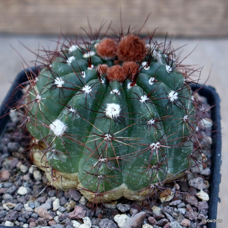 A1856 NOTOCACTUS OTTONIS DV 7914 pot9-H6-W8 cm MaMa Cactus