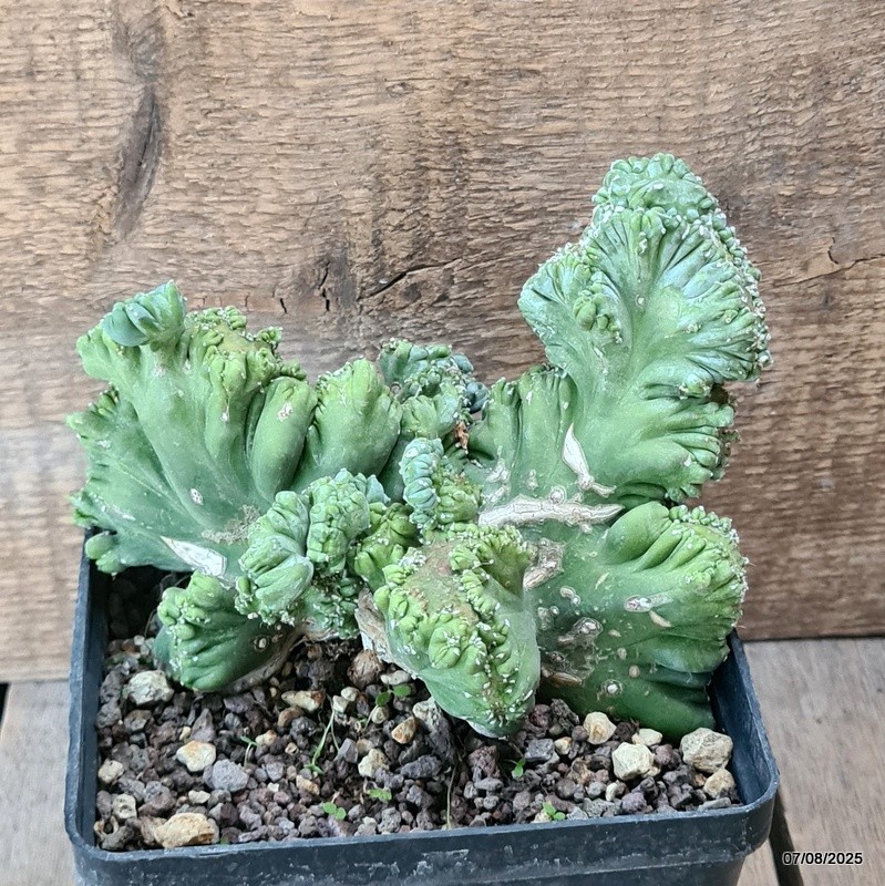D5762 MYRTILLOCACTUS GEOMETRIZANS CRESTED pot14-H13-W16 cm MaMa Cactus