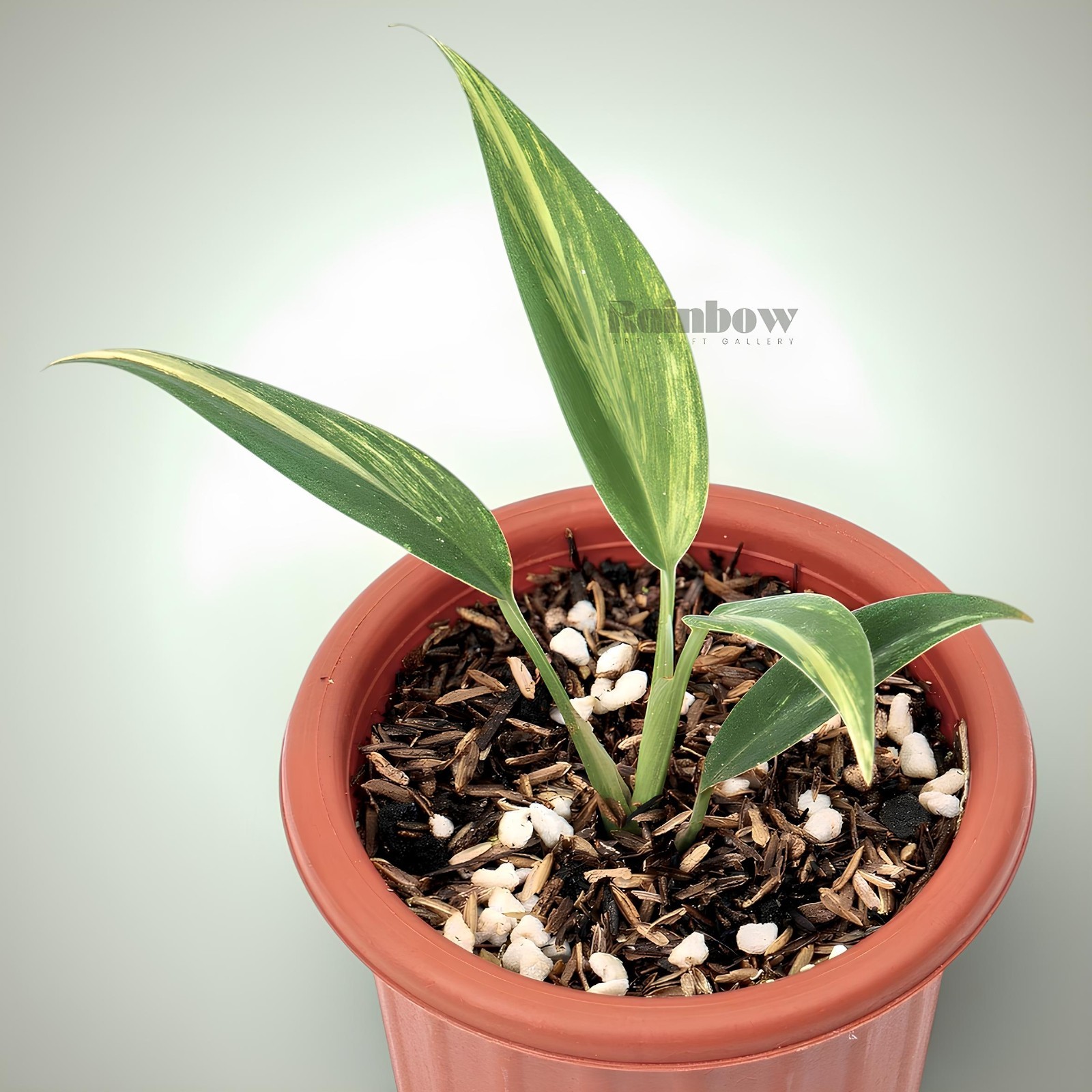 Scindapsus Coreacus Variegated Jungle Plant