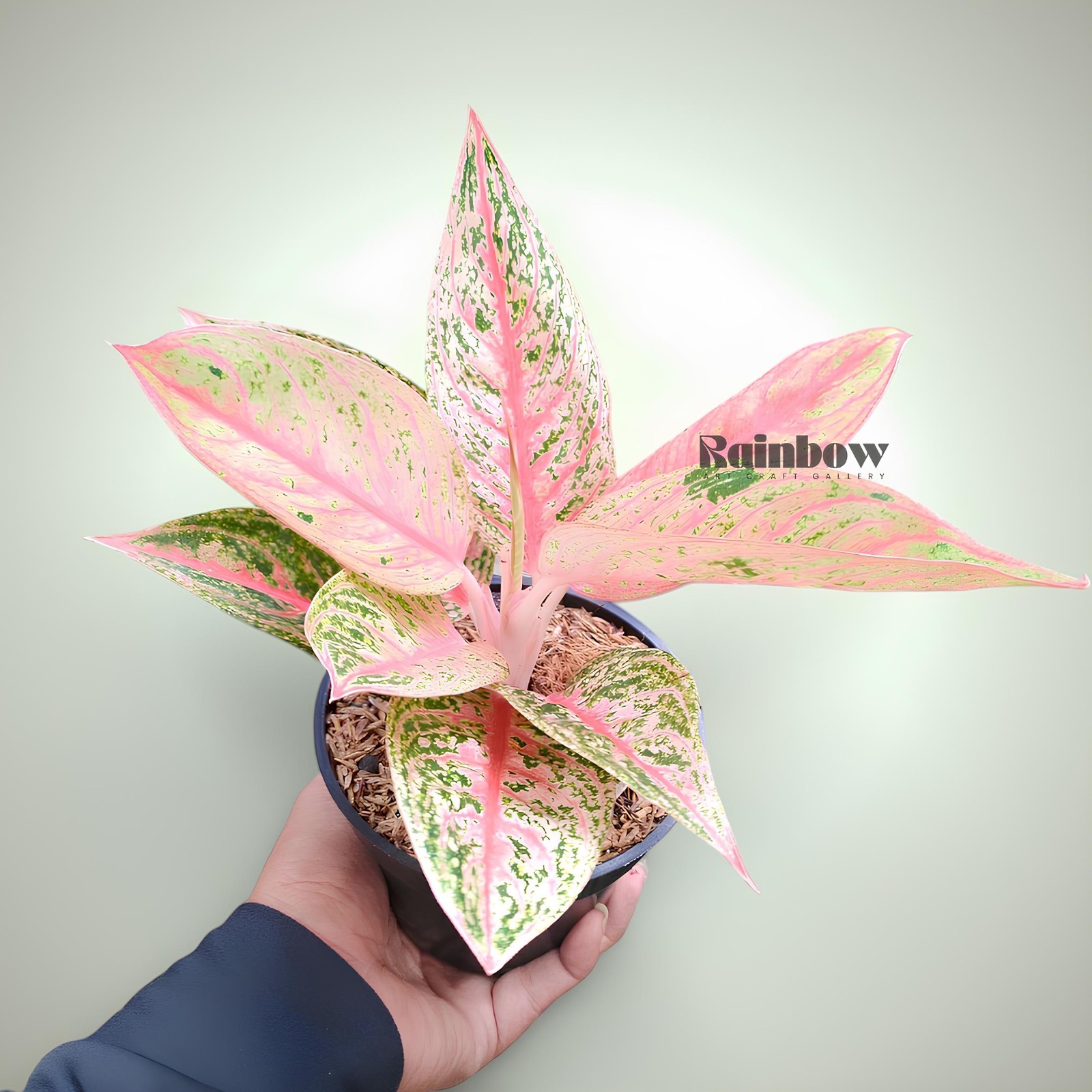 Aglaonema Red Legacy Beatiful Ornamental Plant