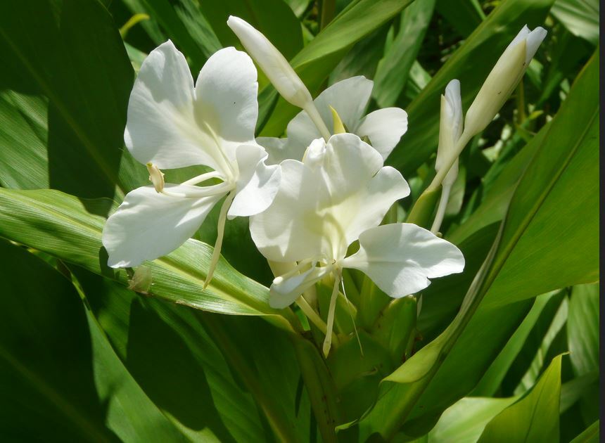 4 PACK HAWAIIAN TROPICAL WHITE GINGER PLANT BARE ROOT – Easy To Grow In/Outdoor