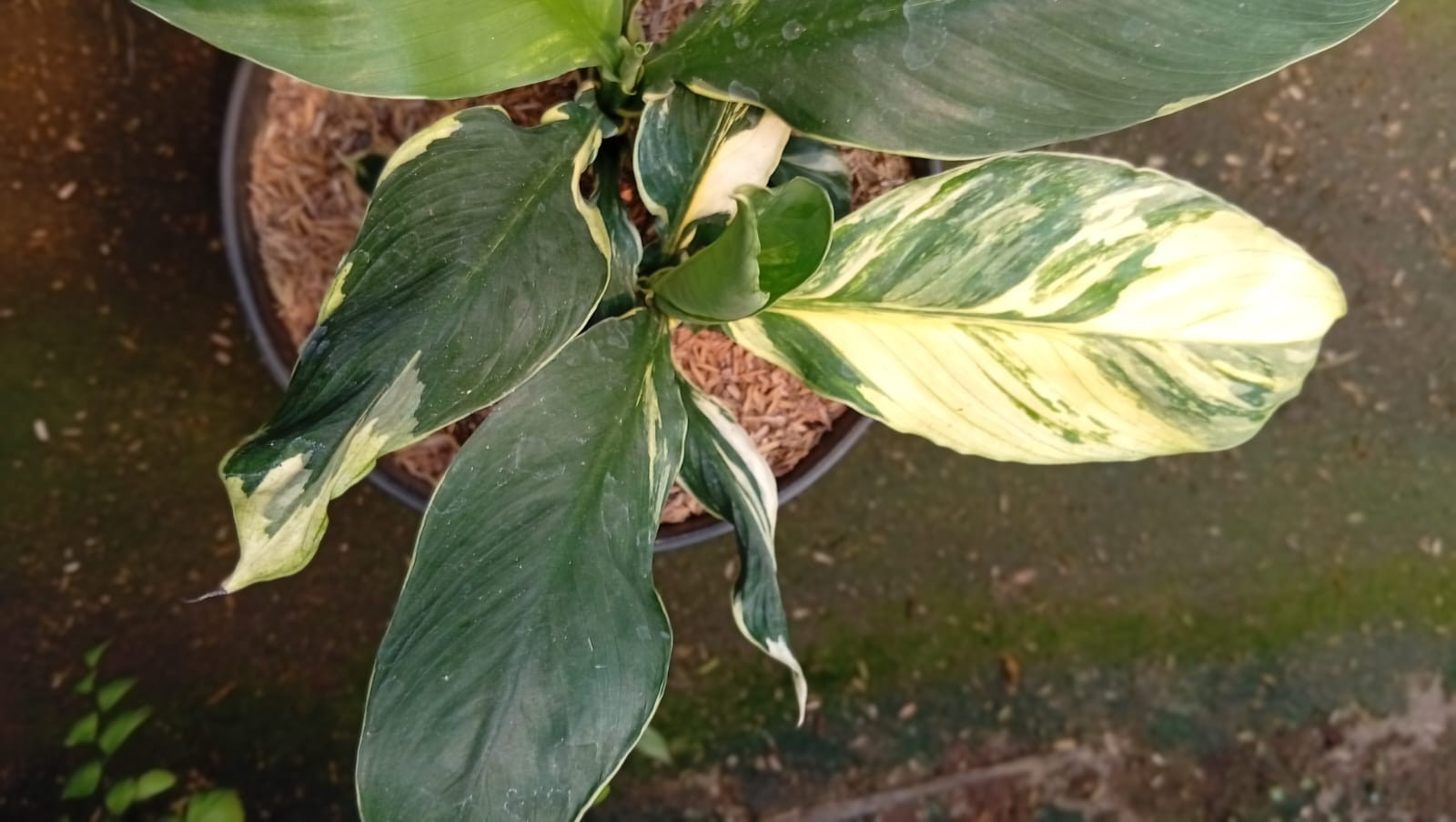 Real Picture Spathiphyllum Sensation White Variegated