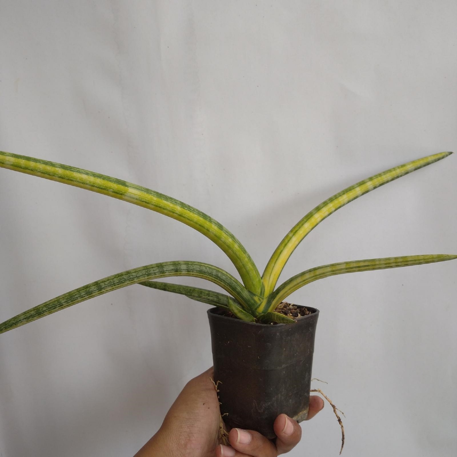 Sansevieria Patula Variegated Rare Plant Variegated Snake Plant