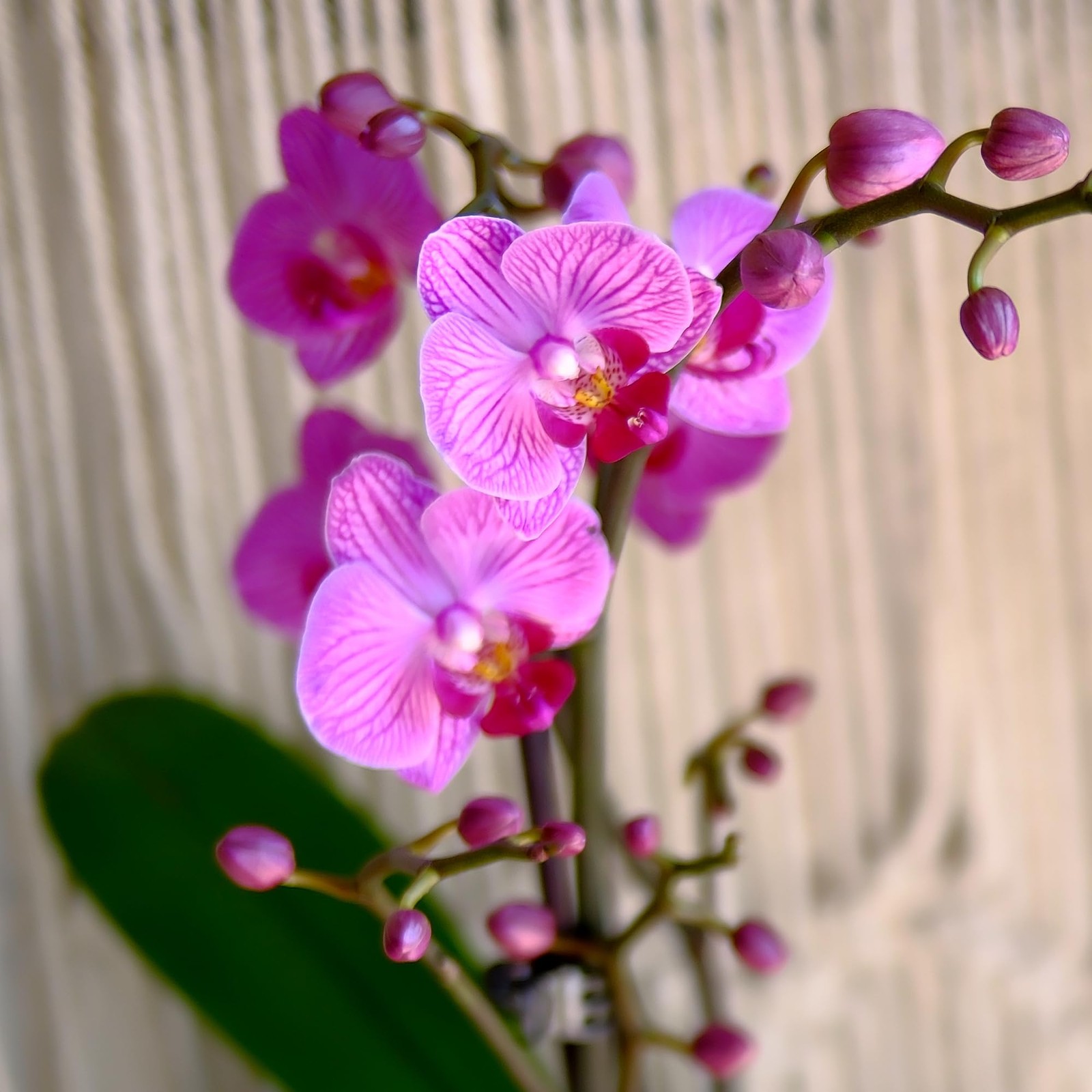 Premium Purple Live Orchid Plant Blooming in 3.5″ Blue & White Orchid Pot, Li…