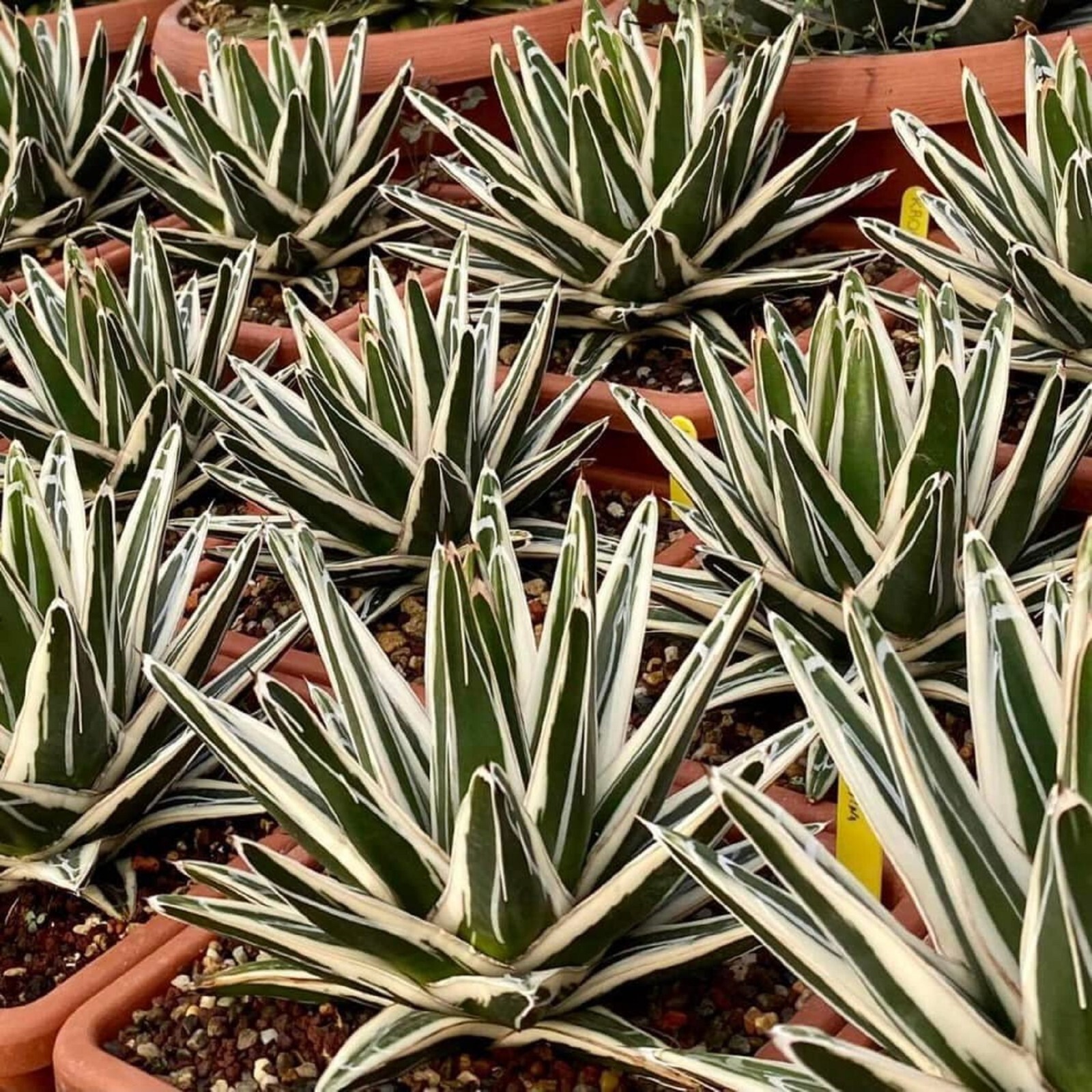 Agave White Rhino Large Size