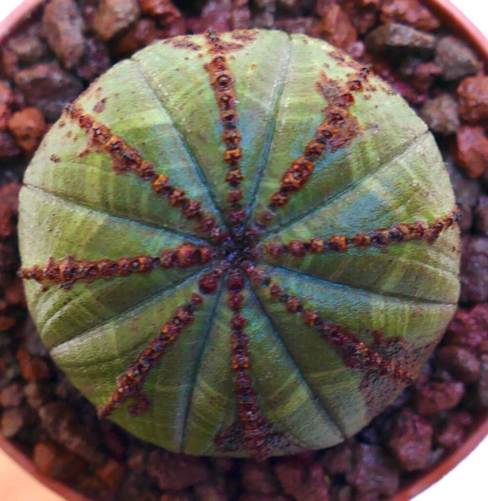 Euphorbia obesa GREEN ELEGANT BROWN ARROWS MG1344 – Baseball plant | Basketball
