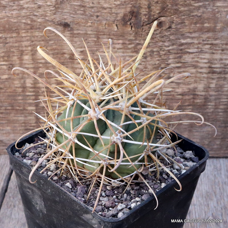 D3090 FEROCACTUS CHRYSACANTHUS STRONG SPINES pot10-H6-W7 cm MaMa Cactus