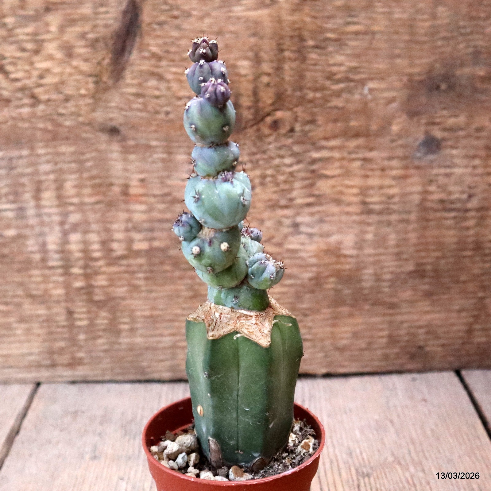 D7992 MYRTILLOCACTUS GEOMETRIZANS STACKER MONSTER GRAFT. pot6,5-H16-W4,5 cm MaMa